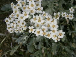 Achillea clavennae L. resmi