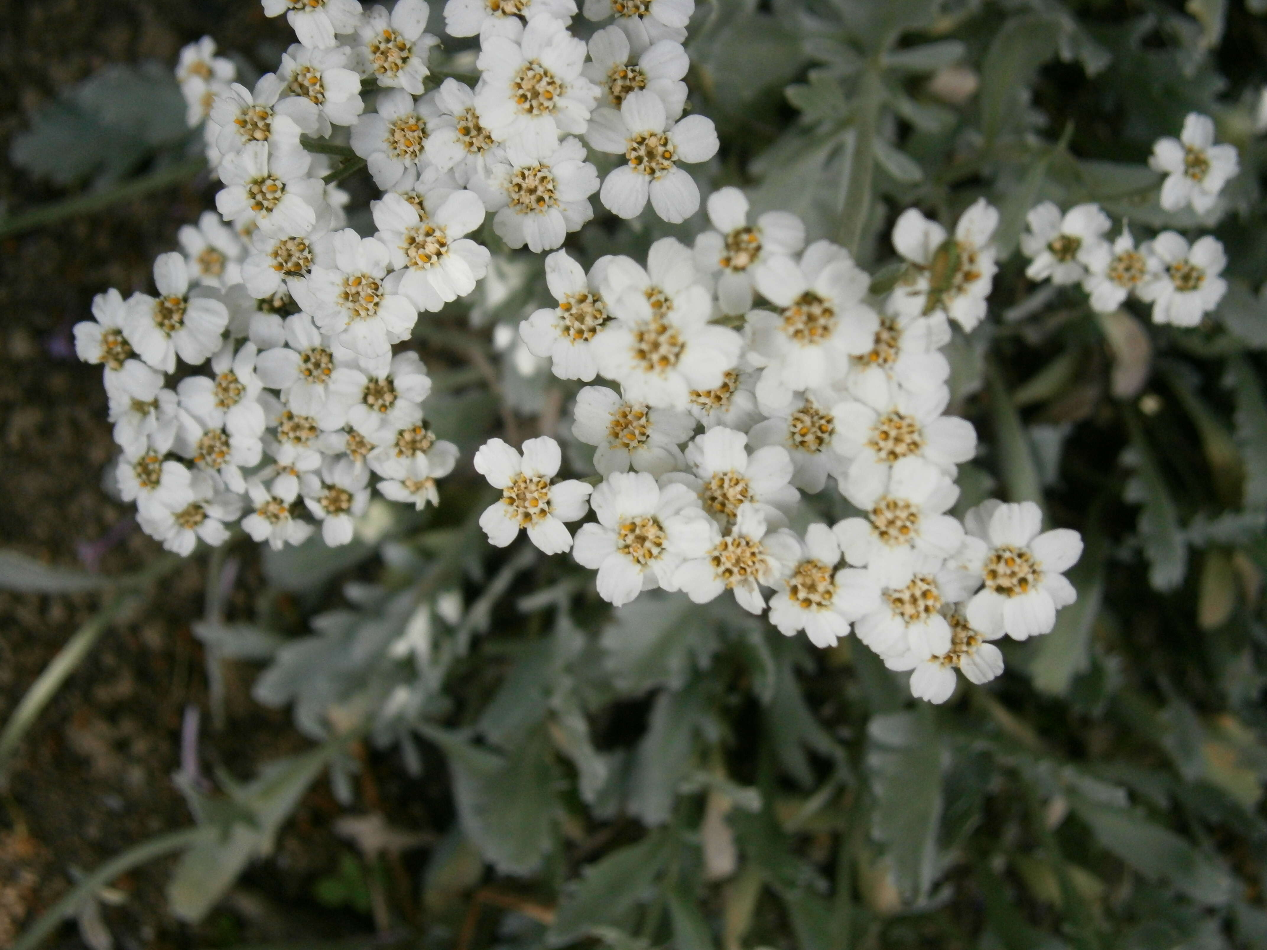 Image of silvery yarrow