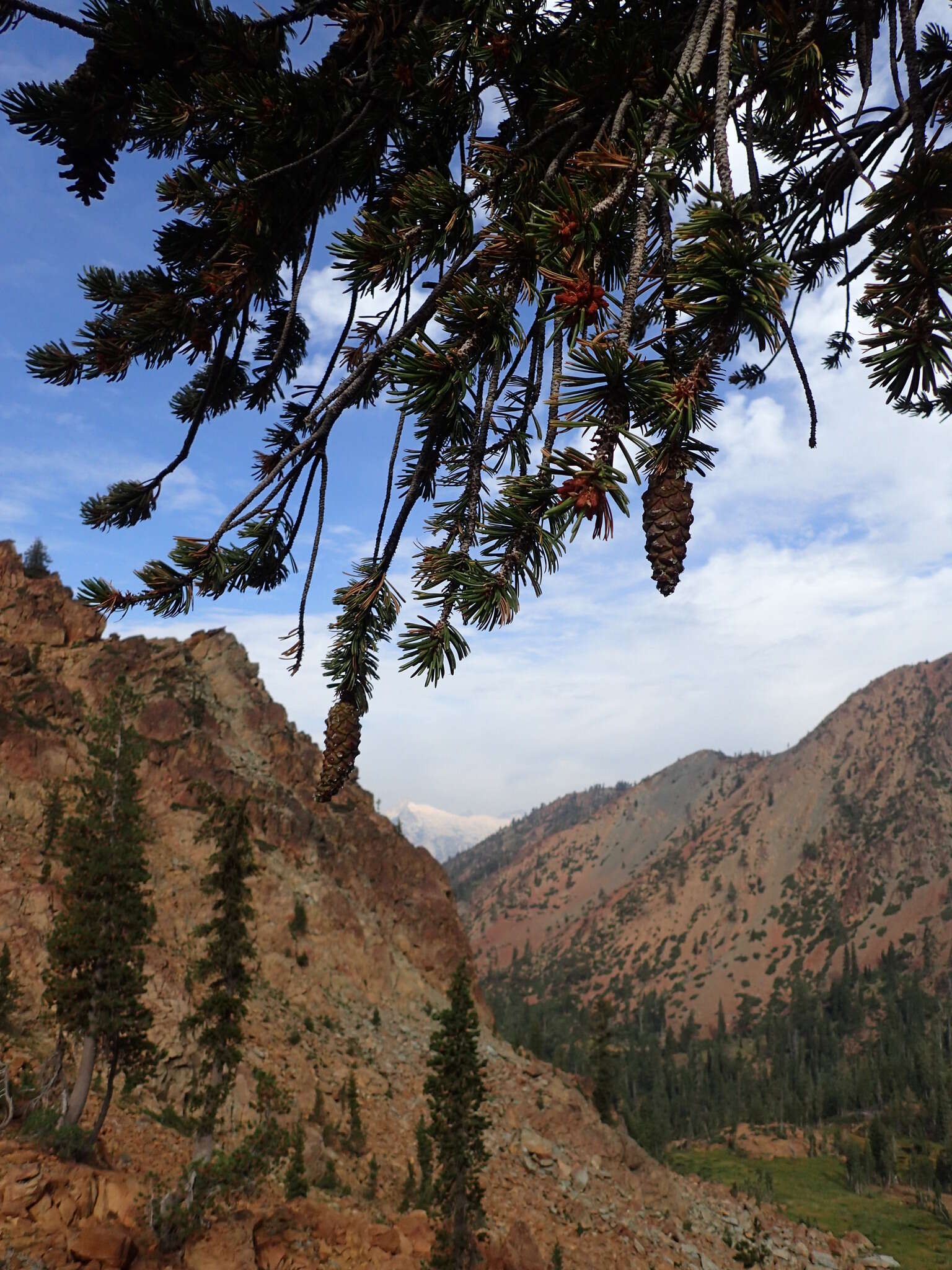 Image of foxtail pine