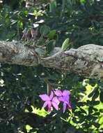 Image of Violet Cattleya