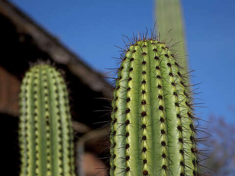 Image of Organ Pipe Cactus