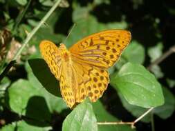 Imagem de Argynnis paphia Linnaeus 1758