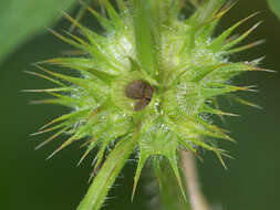 Image of Common hemp nettle