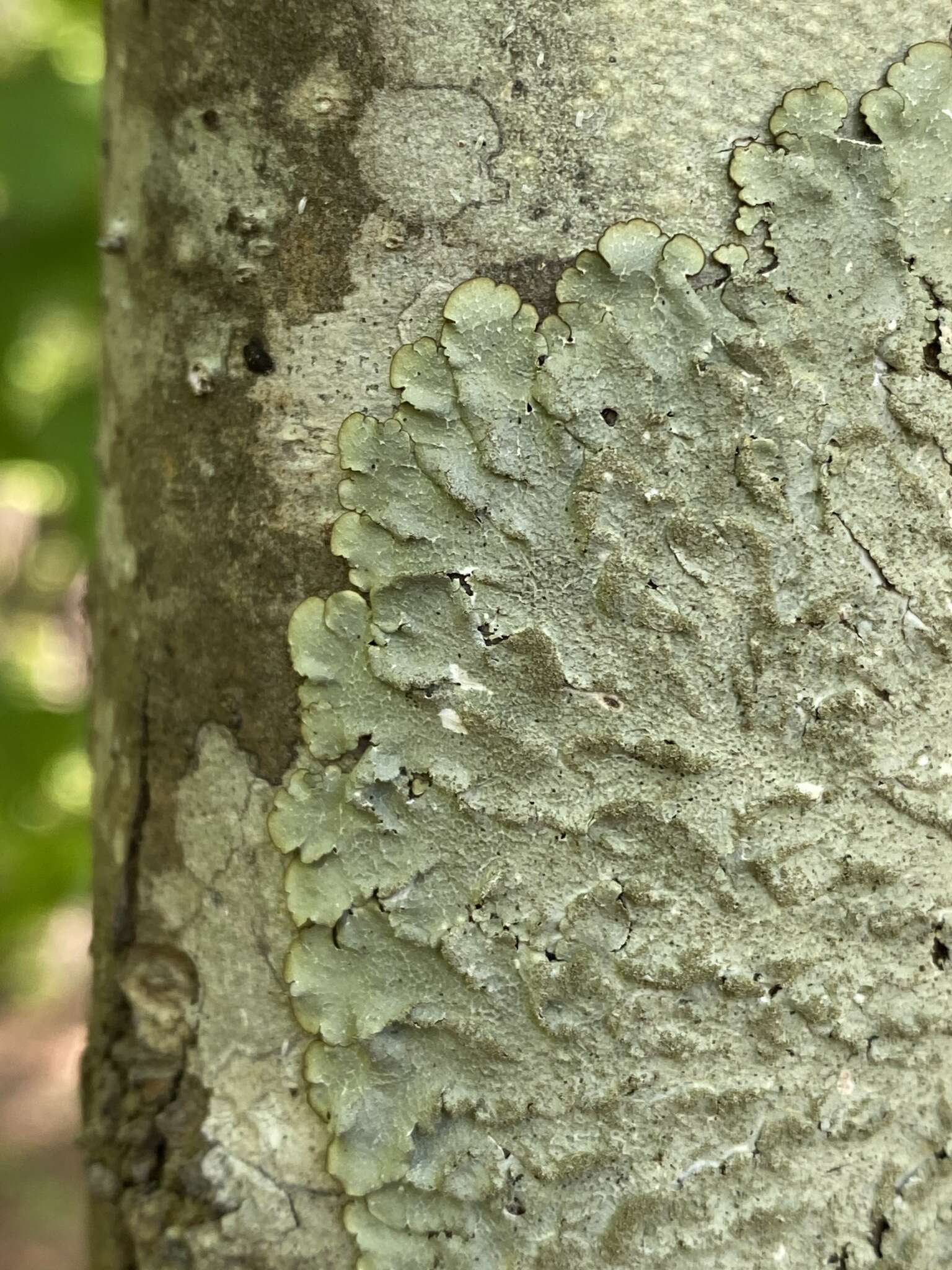 Image of Carolina canoparmelia lichen