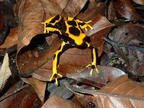 Plancia ëd Dendrobates tinctorius (Cuvier 1797)