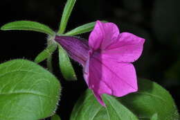 Image de Petunia integrifolia (Hook.) Schinz & Thellung