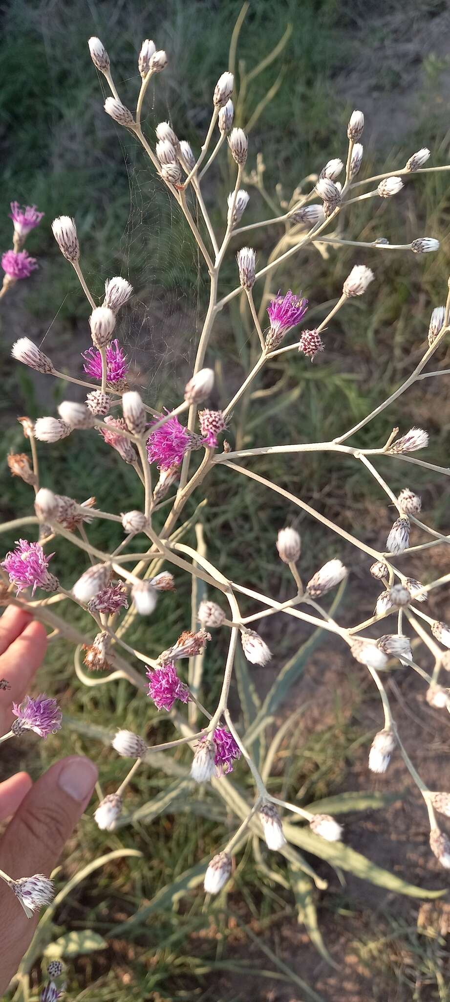 Image of Vernonia incana Less.