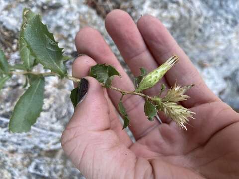 Image of sawtooth bristleweed