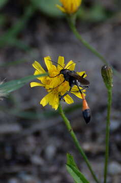 Image of Ammophila sabulosa (Linnaeus 1758)