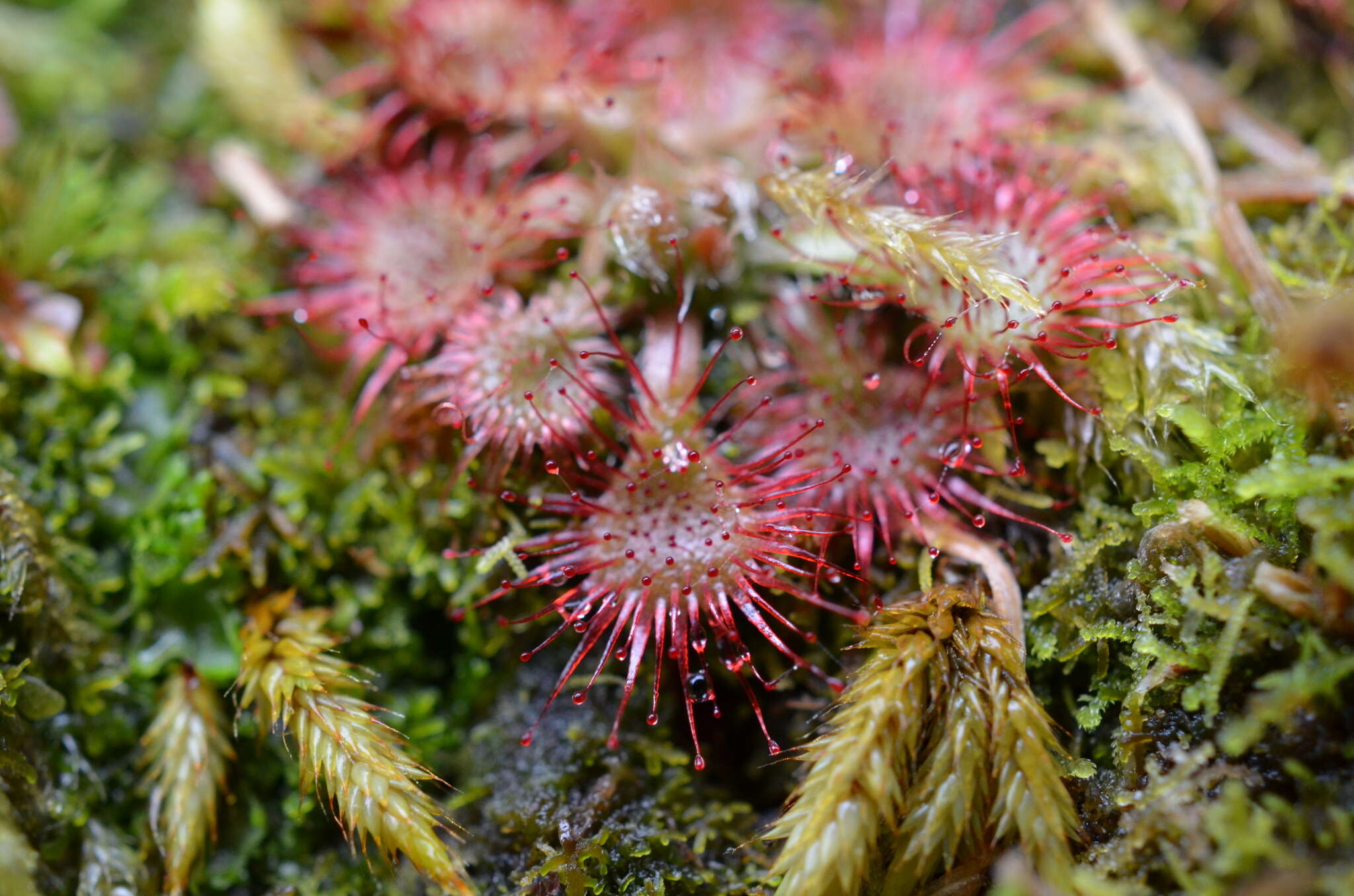 Image of spoonleaf sundew