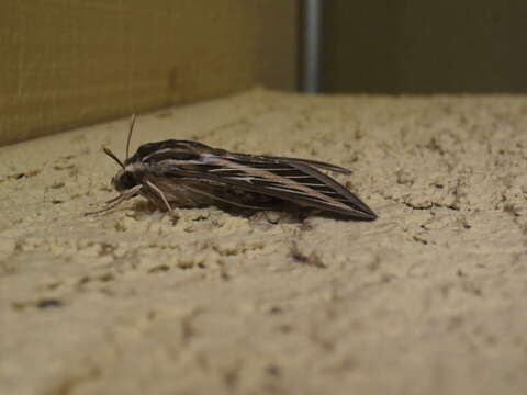 Image of White-lined Sphinx