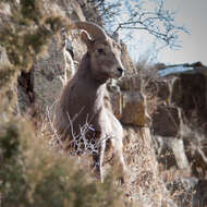 Imagem de Ovis canadensis canadensis Shaw 1804