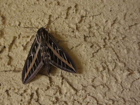 Image of White-lined Sphinx