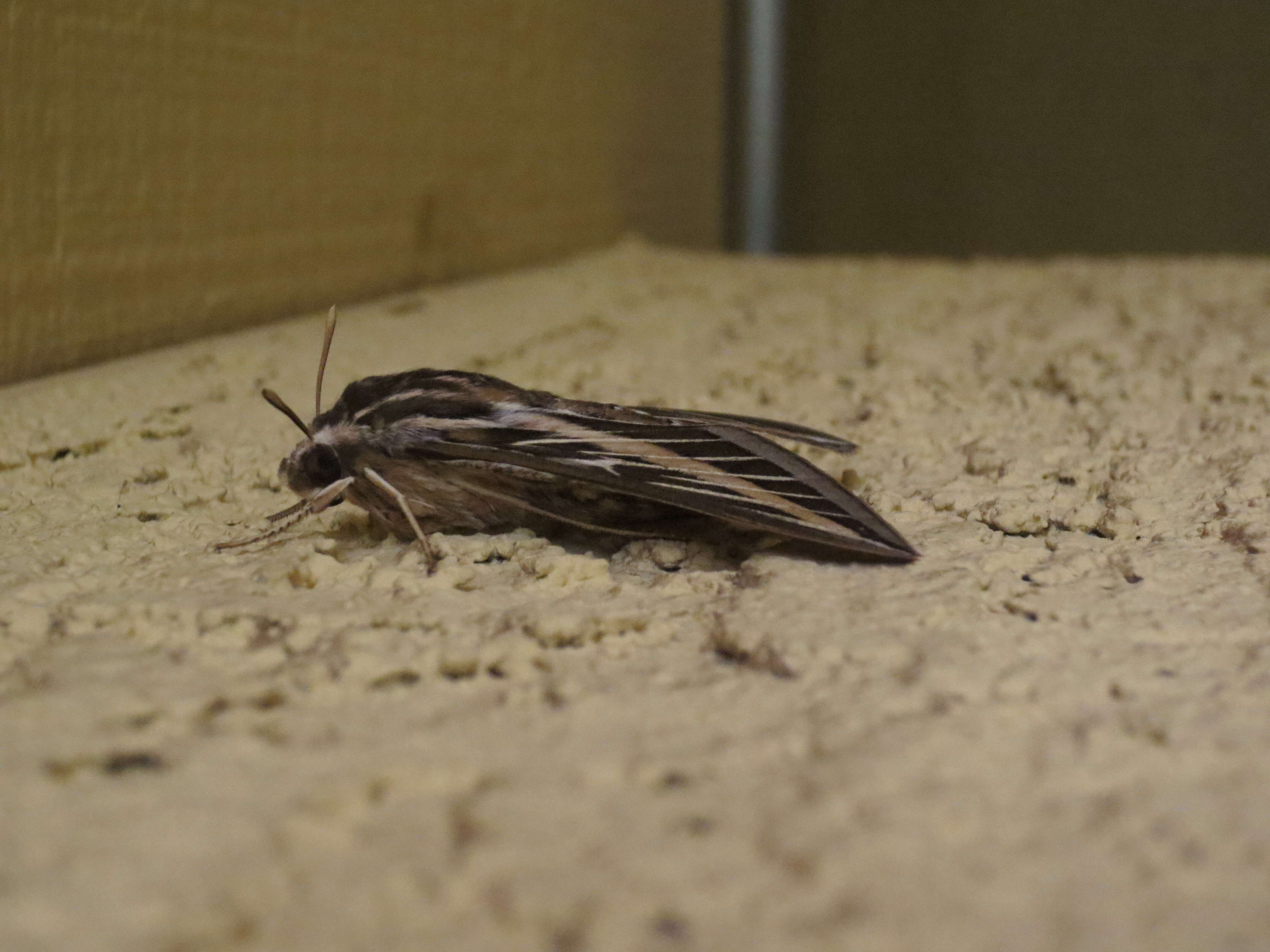 Image of White-lined Sphinx