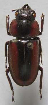 Image of Prosopocoilus (Hoplitocranum) kasaiensis Maes 1990