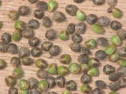 Image of Common hemp nettle