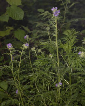 Image of Franklin's phacelia