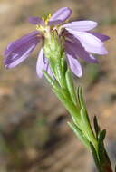 Image of Fine-leaved felicia