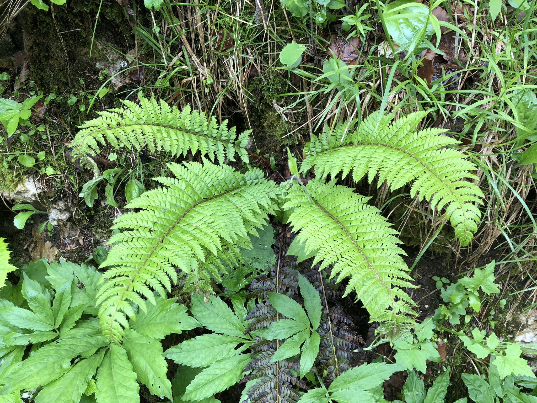 Imagem de Polystichum aculeatum (L.) Roth