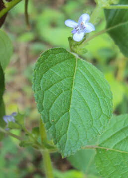 Image of Pignut