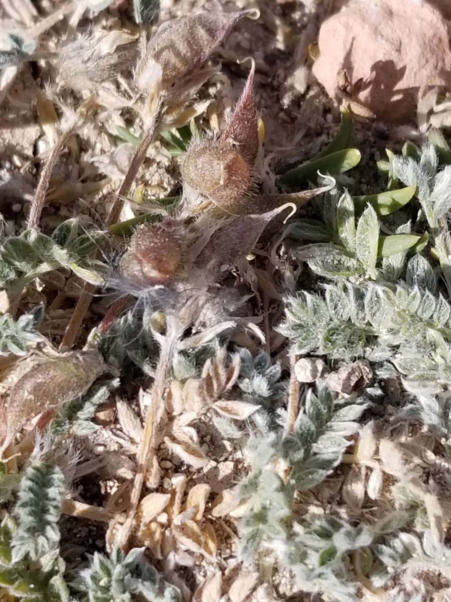 Image of Mountain Locoweed