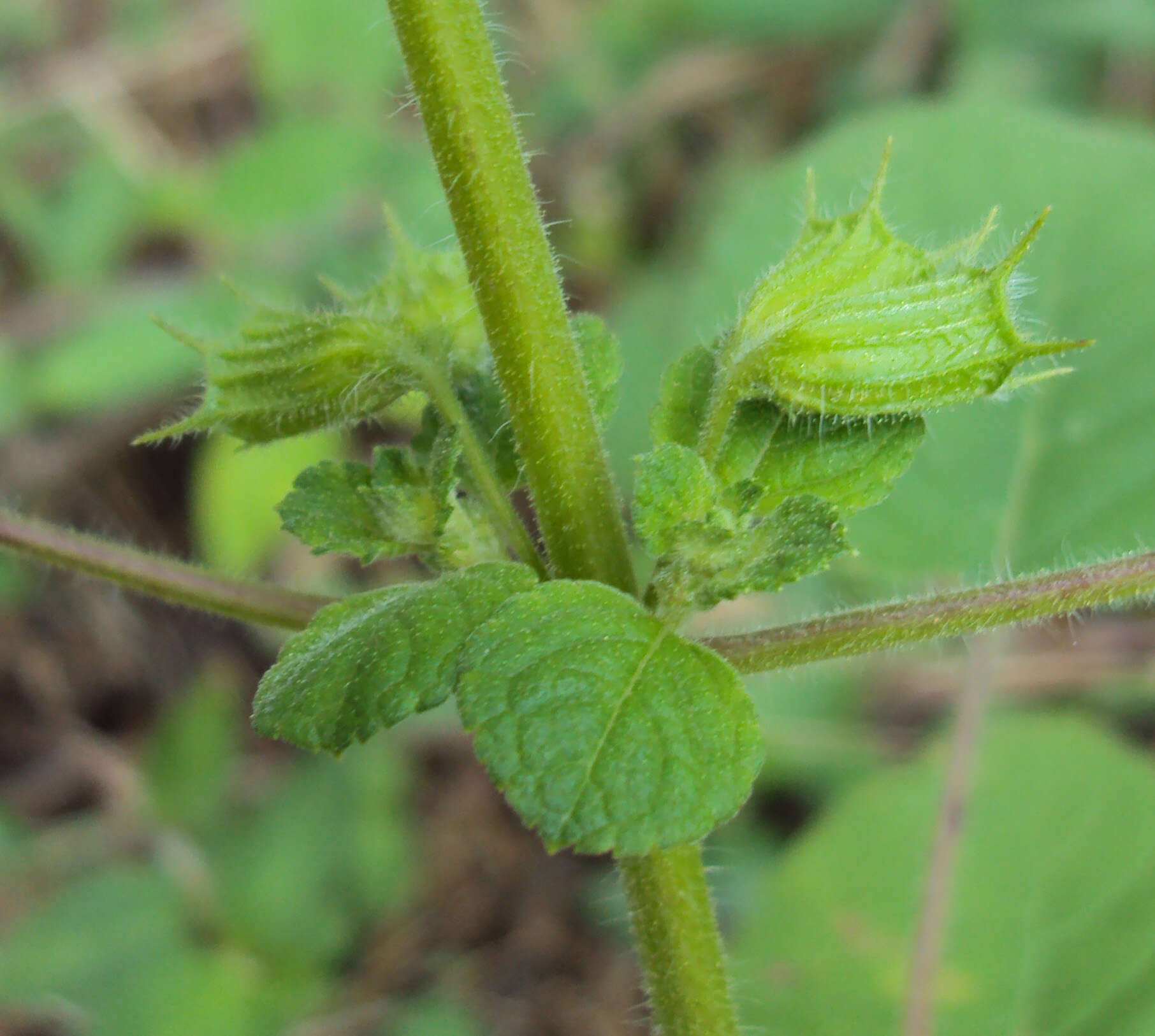 Image of Pignut