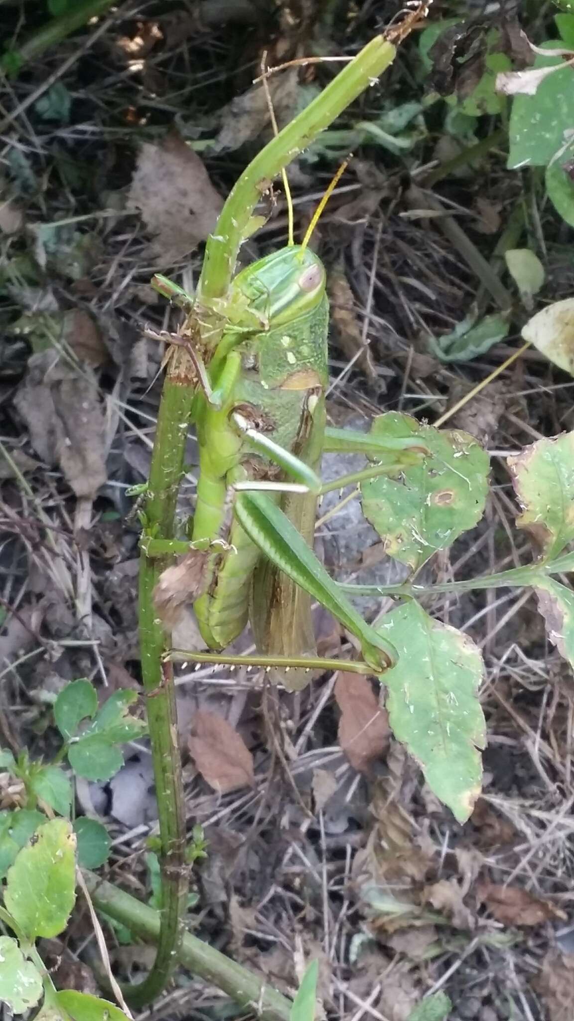 臺灣大蝗的圖片