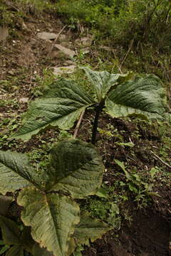 Image of Arisaema griffithii Schott