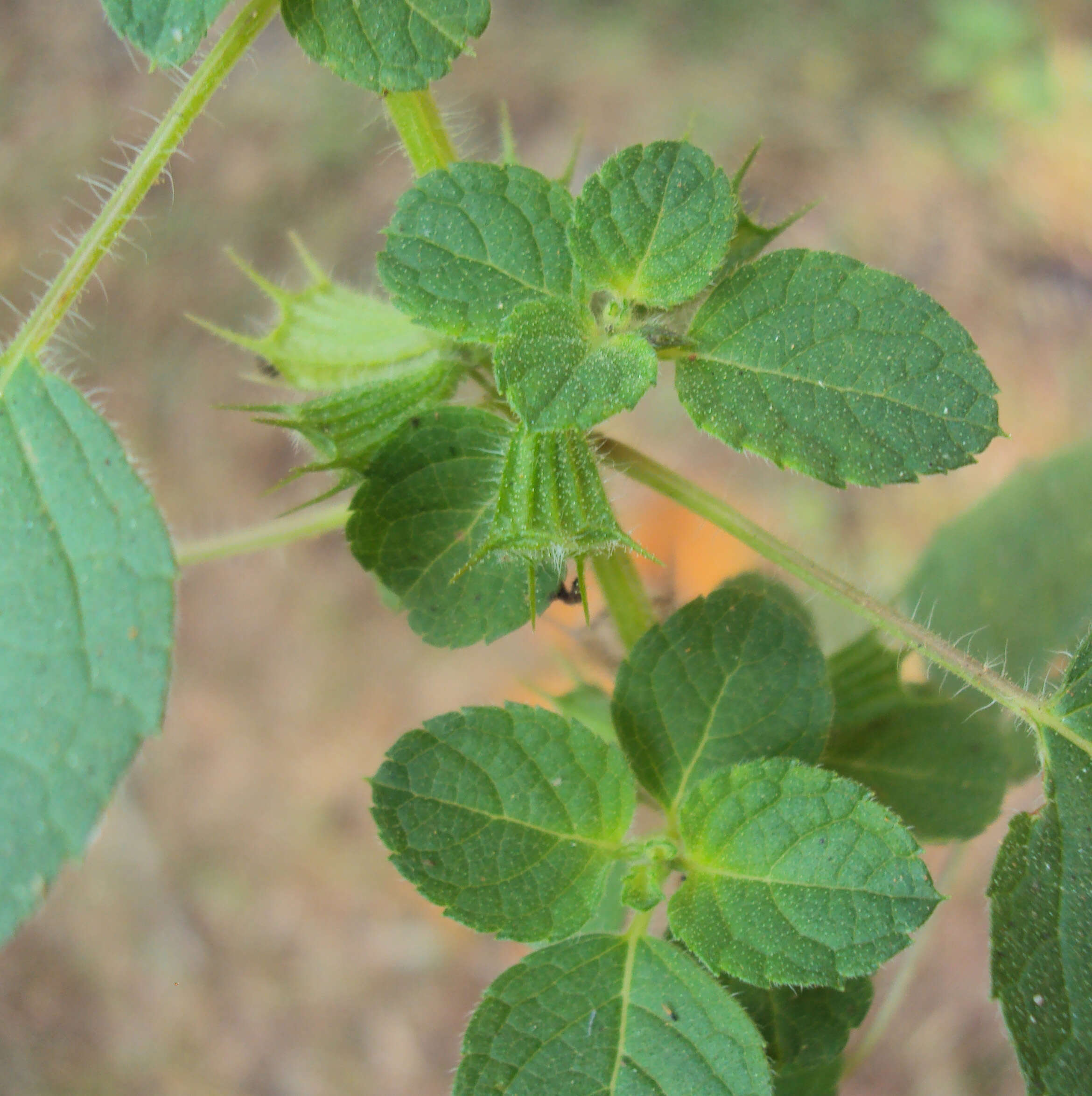 Image of Pignut