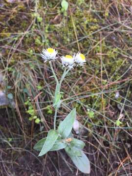 Image of Three-nerved Pearly Everlasting