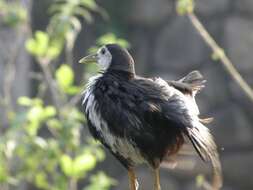 Image of White-breasted Waterhen