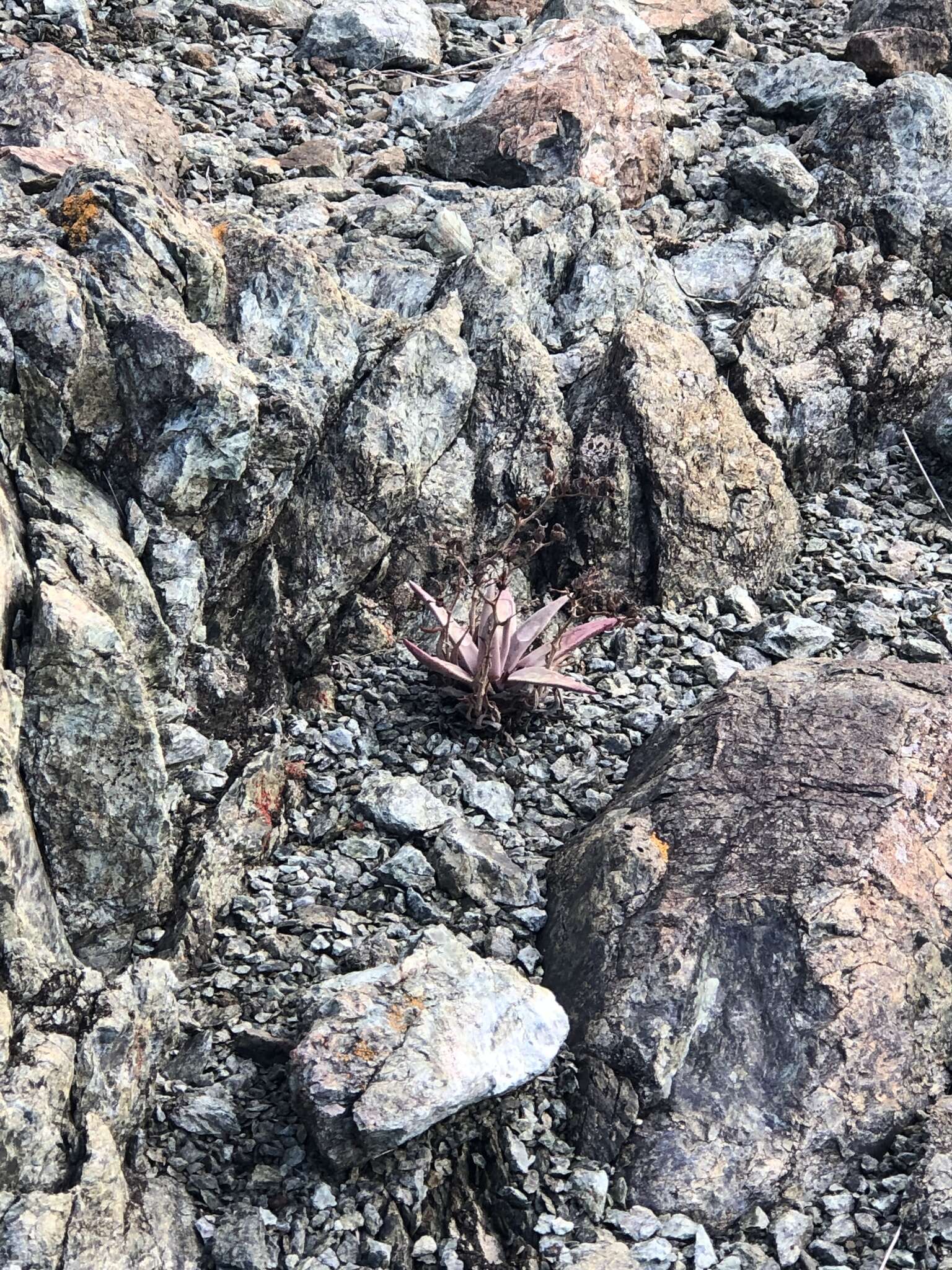 Image of San Luis Obispo dudleya