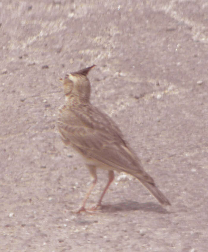 Image de Cochevis de Malabar