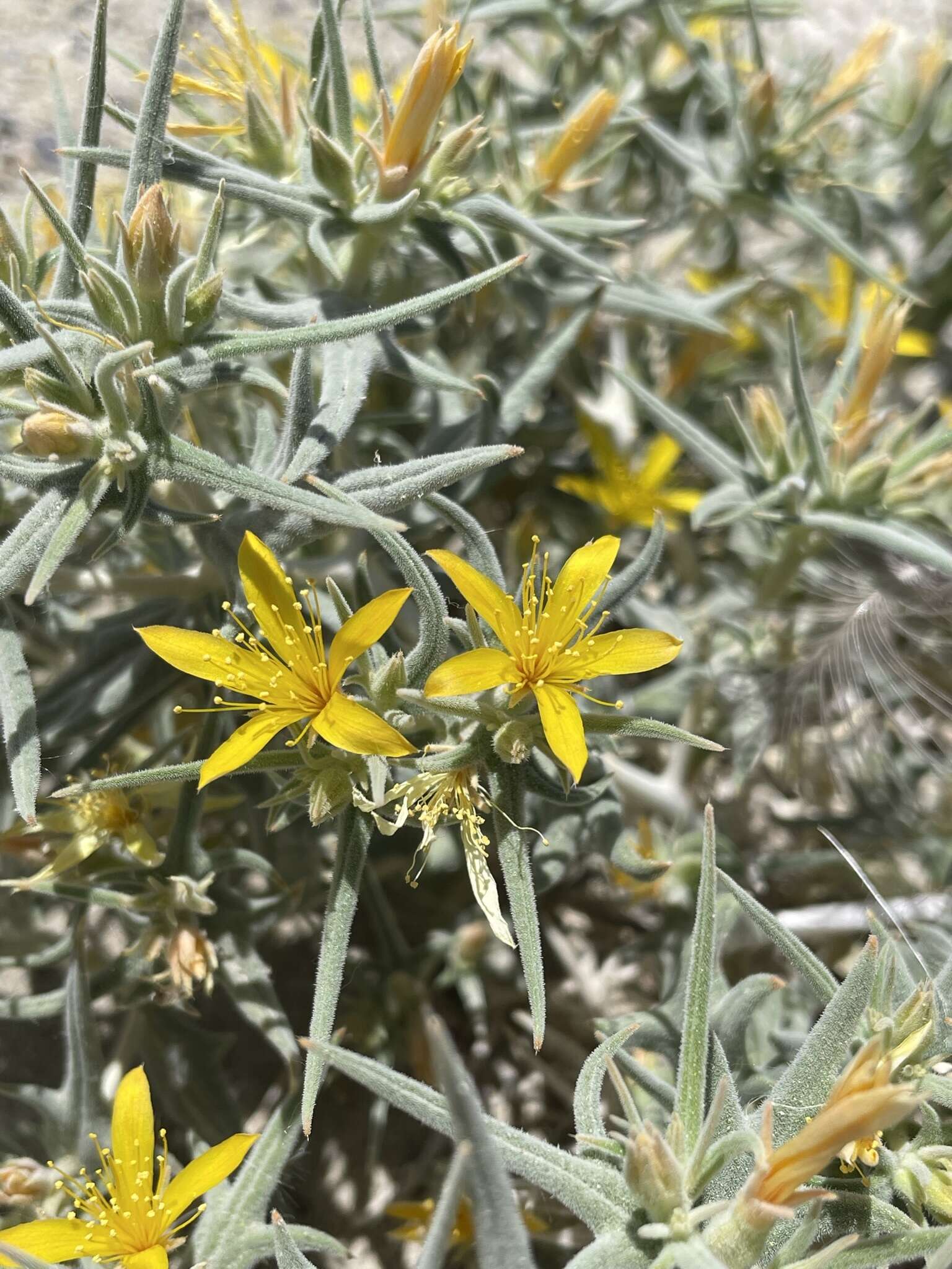 Image of Torrey's blazingstar