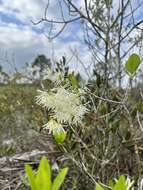 Слика од Chionanthus pygmaeus Small