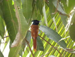 Image of Asian Paradise-Flycatcher