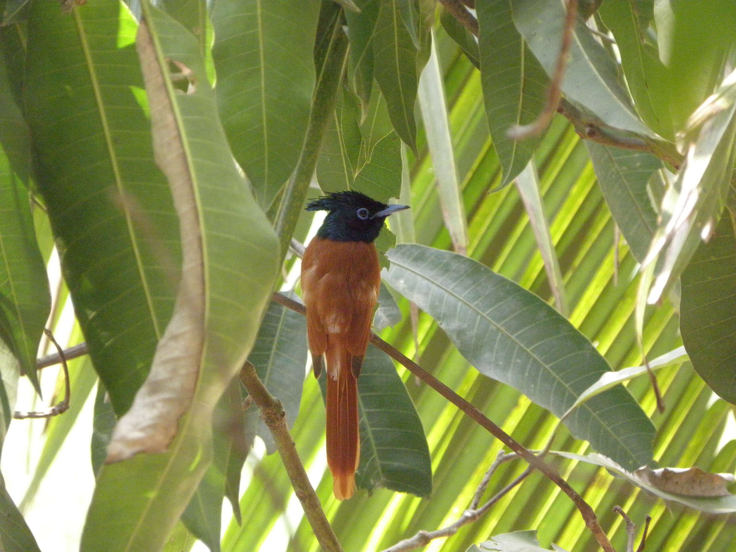 Image of Asian Paradise-Flycatcher