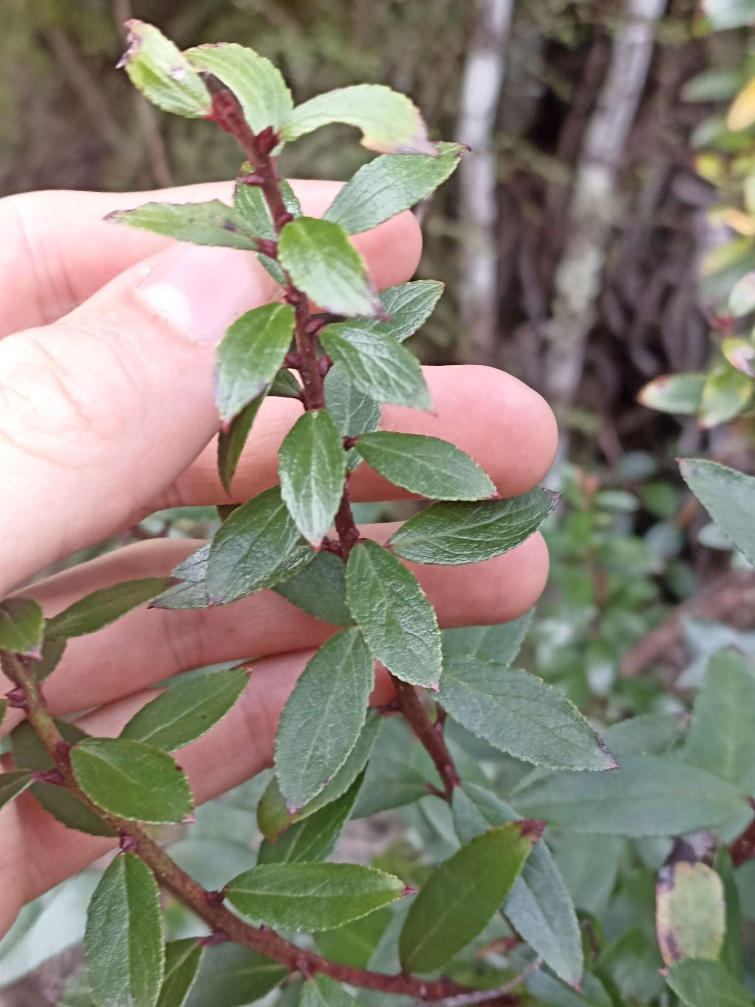 Image of Gaultheria paniculata B, L. Burtt & A. W. Hill