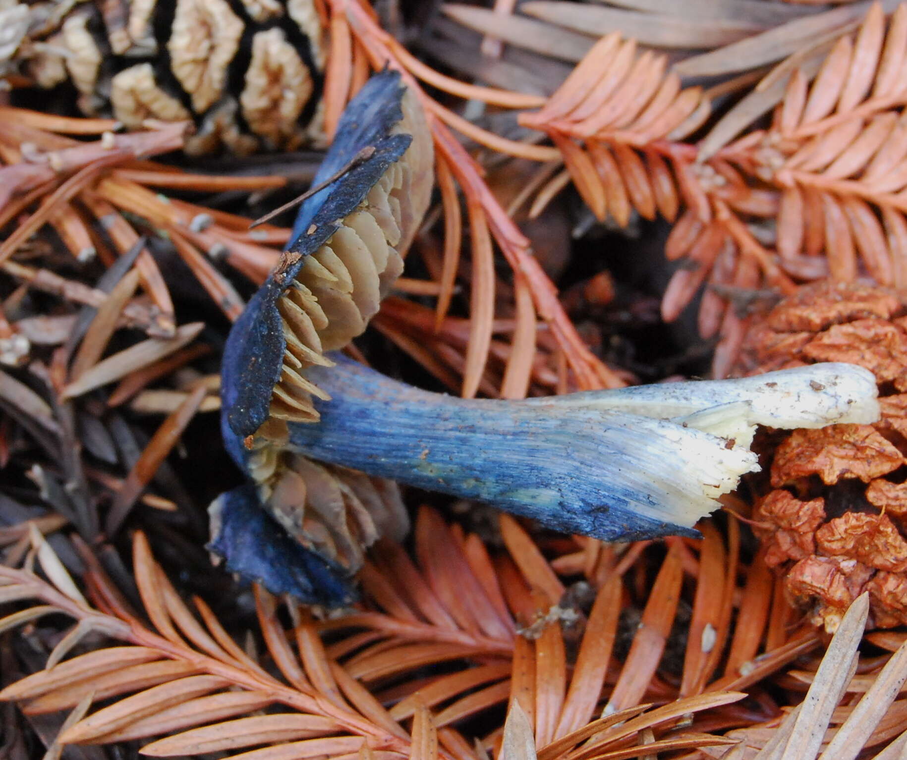 Image of Entoloma subcarneum (Largent) Blanco-Dios 2015