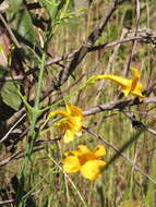 Image of Adenocalymma campicola (Pilg.) L. G. Lohmann