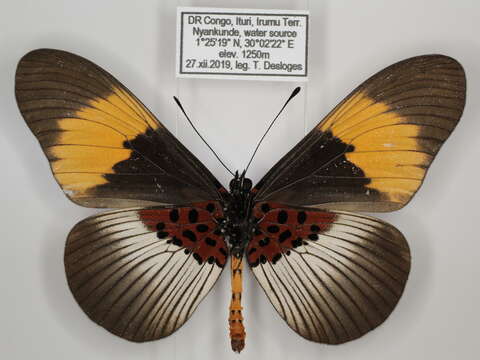 Image of Acraea poggei nelsoni Grose-Smith & Kirby 1892