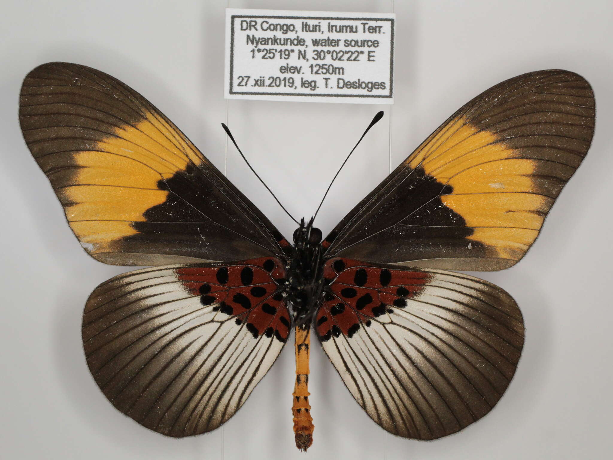 Image de Acraea poggei nelsoni Grose-Smith & Kirby 1892