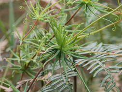 Image of Stylidium nymphaeum Wege