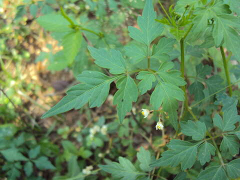 Image of balloon vine