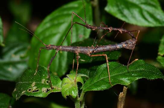 Image of Stheneboea bivakensis Seow-Choen 2018