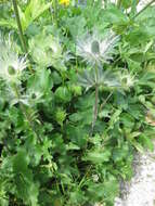 Eryngium alpinum L. resmi