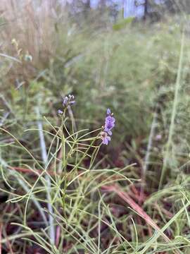 Image of Psoralea lupinella Michx.