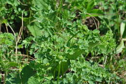 Image of lesser meadow-rue