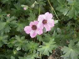 Image of ashy cranesbill