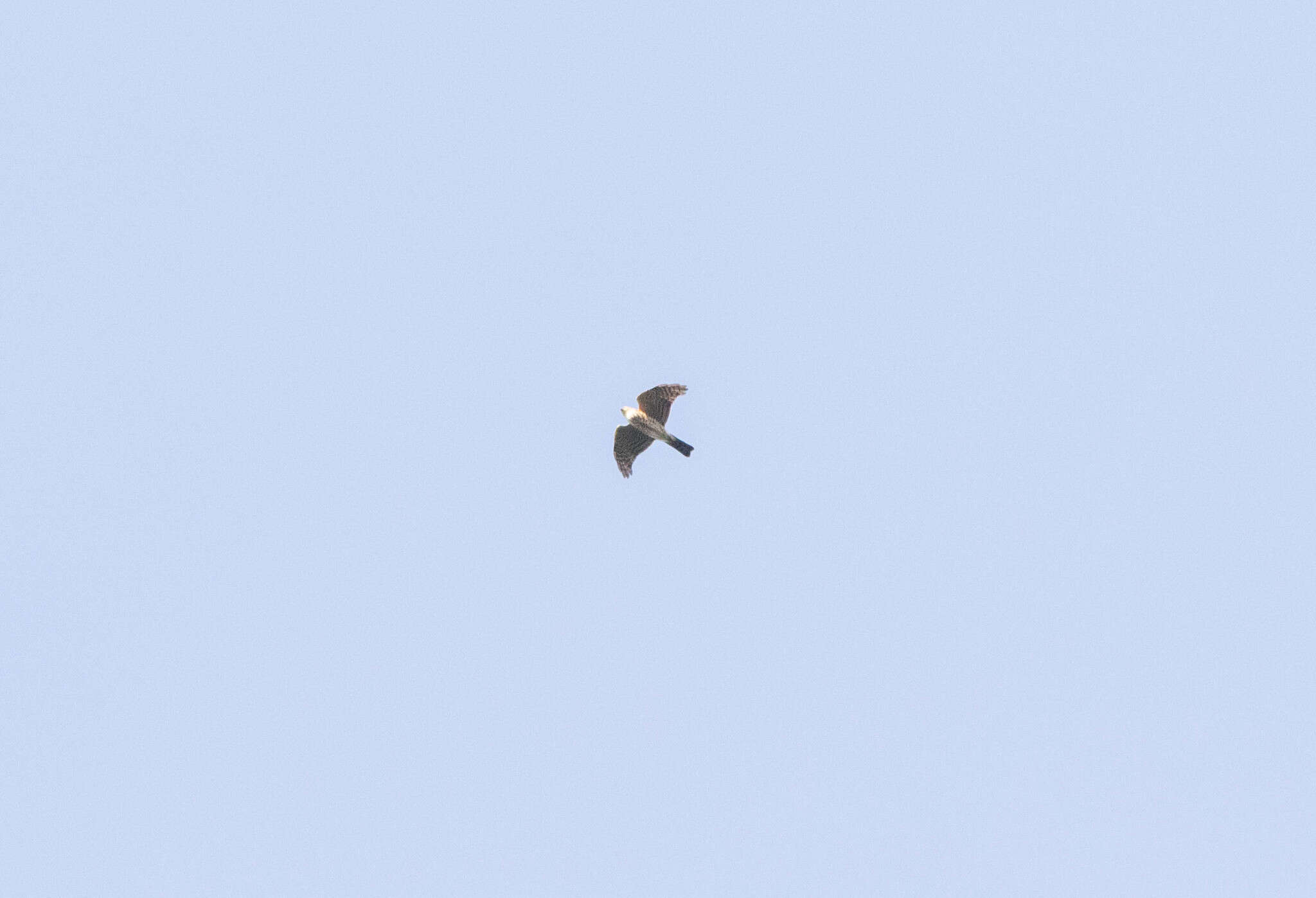 Image of Japanese Sparrowhawk